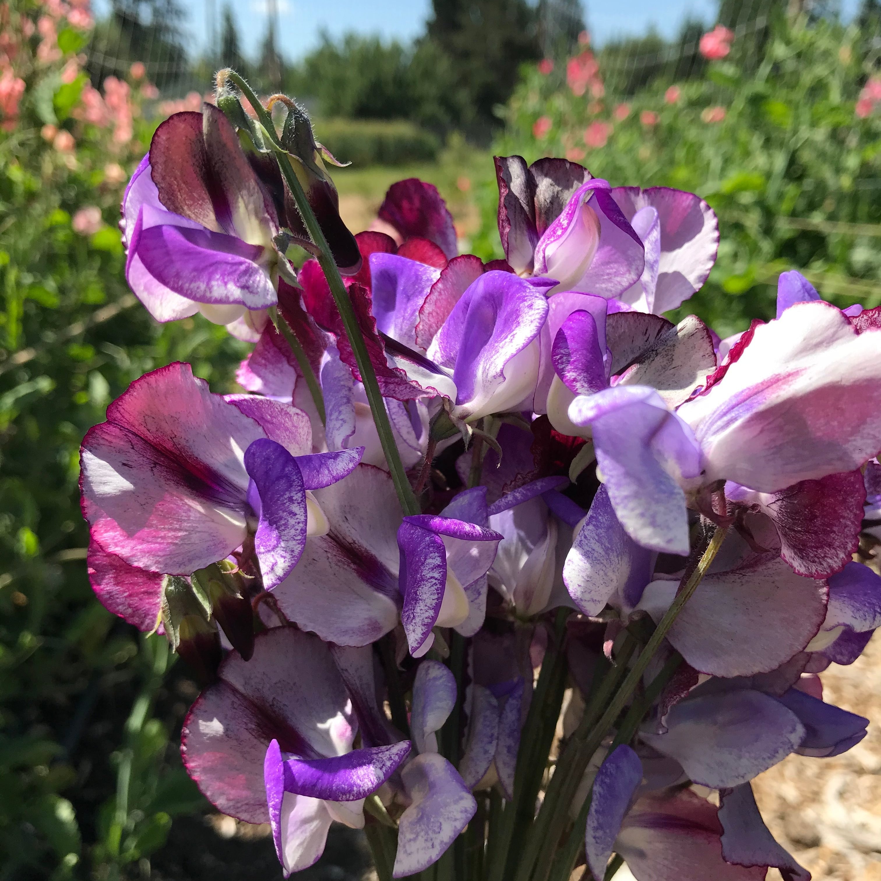 Sweet Pea Three Times As Sweet Seeds