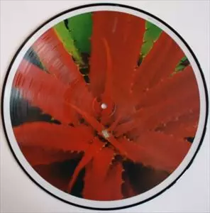 JEJUNE商品一覧｜OLD ROCK｜ディスクユニオン・オンラインショップ