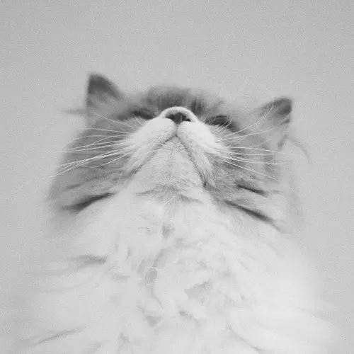 よすが(LP)/Kaneko Ayano/カネコアヤノ｜日本のロック｜ディスク