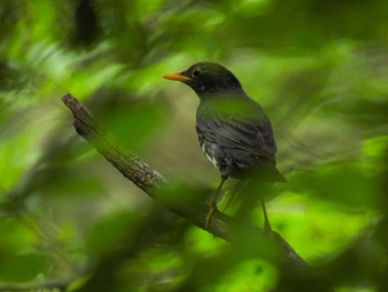 2025/8/12 オオアカゲラ|クロツグミ|センダイムシクイ 大洞の水場の