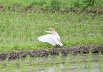 AF-S DX NIKKOR 55-300mm f/4.5-5.6G ED VRで撮影された野鳥写真(Page1