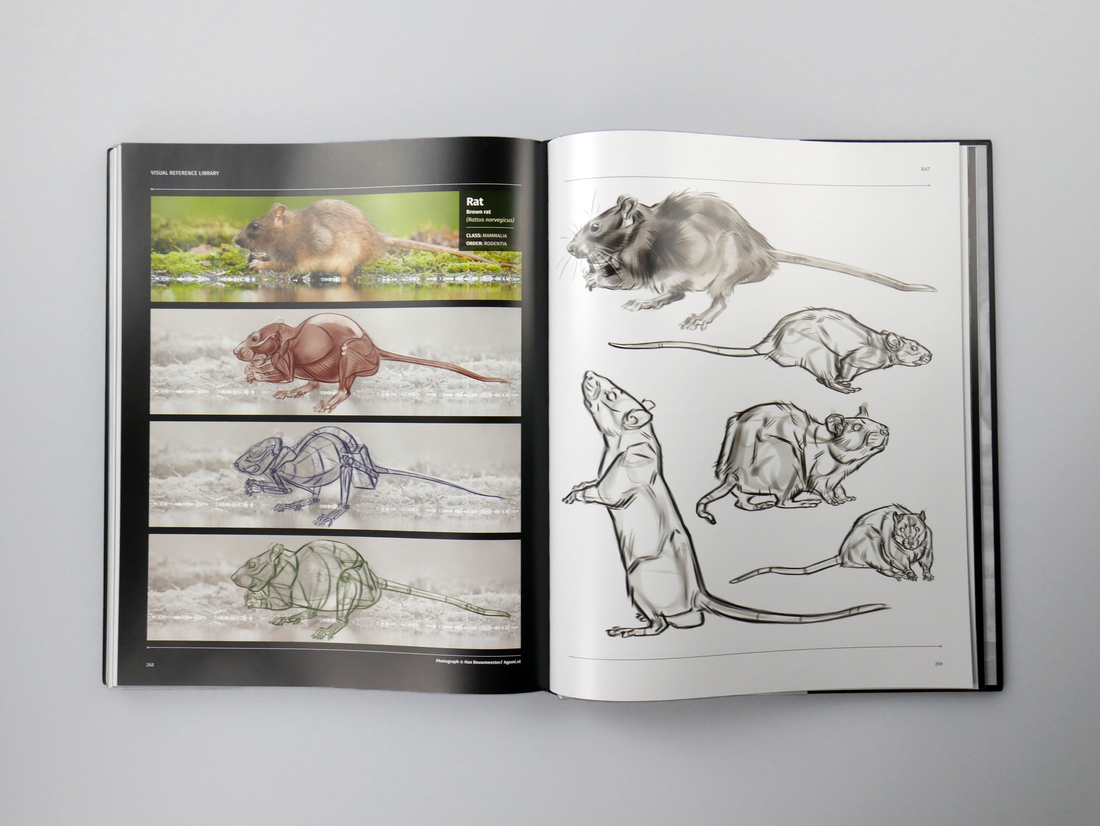 Animal Anatomy for Artists: A visual guide to the animal form