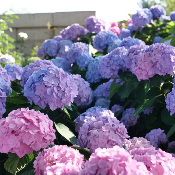 PW公式オンラインストア / アジサイ サマーメドレー ペールシャボン