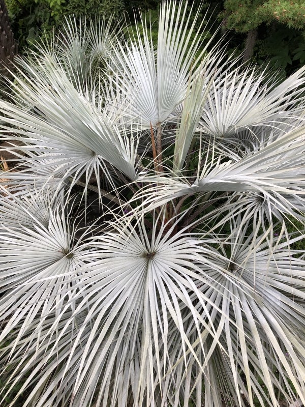 シンボルツリーになったブラヘアアルマータ | コタブロ日記 多肉植物
