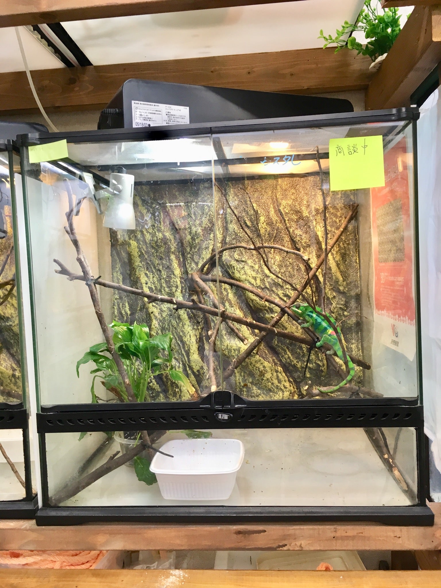 カメレオンの飼育ケージ初級編 | Crazy Genoのブログ