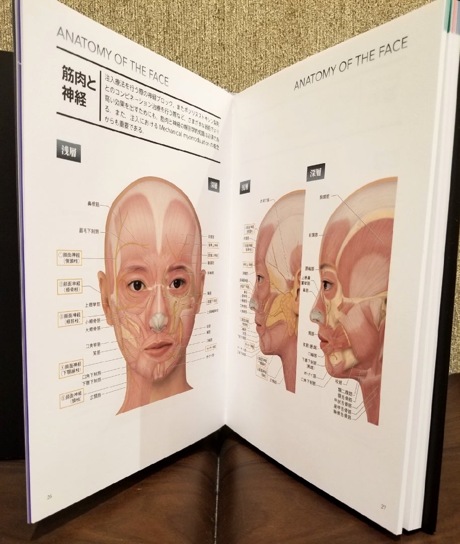 解剖から学ぶヒアルロン酸注入療法 | 銀座ケイスキンクリニック院長