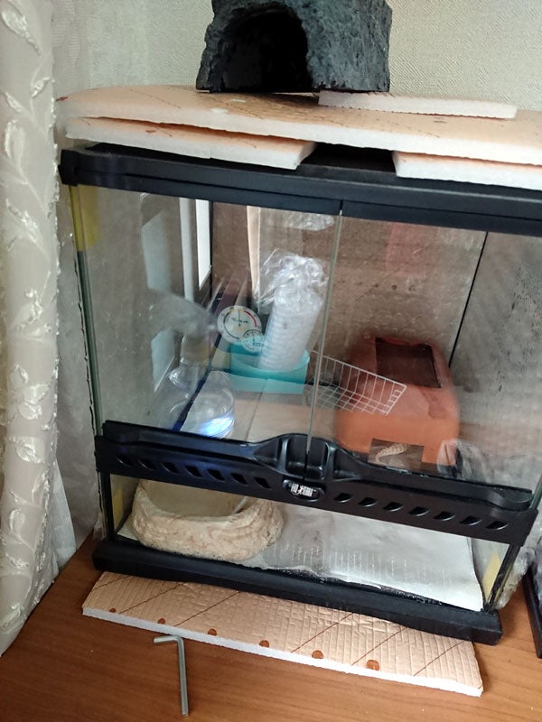 レオパの飼育マニュアル | 爬虫類ブレイク