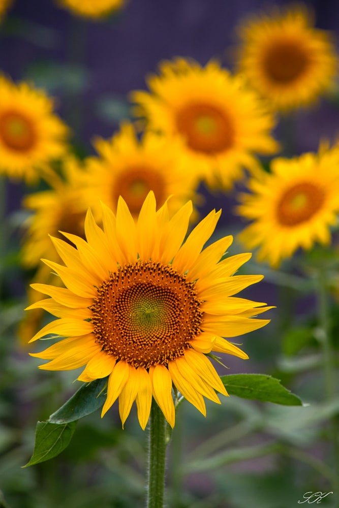 CONTAX TELE-TESSAR 200mm f3.5 AEG | SKの寫眞機道楽