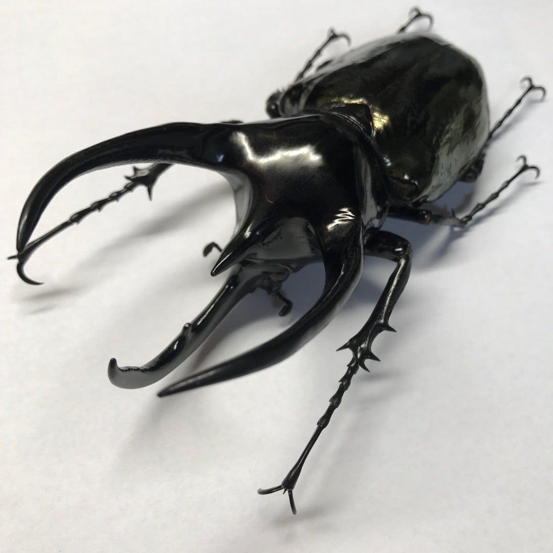 スマトラコーカサス No.7 特大 | 愉快な海と波と恵