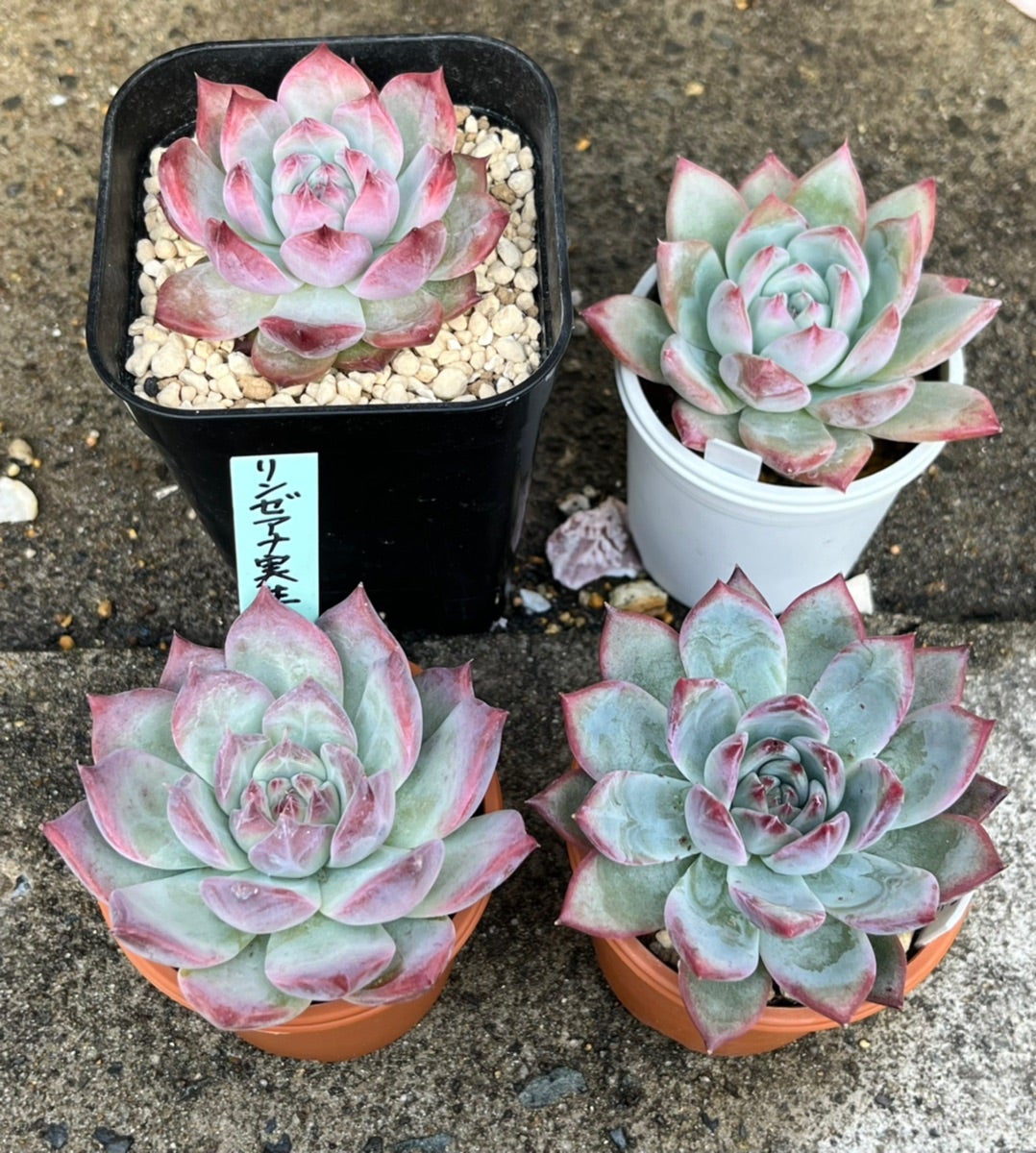 それぞれのリンゼアナ 比較 購入方法まとめ | 無職インセクトの多肉