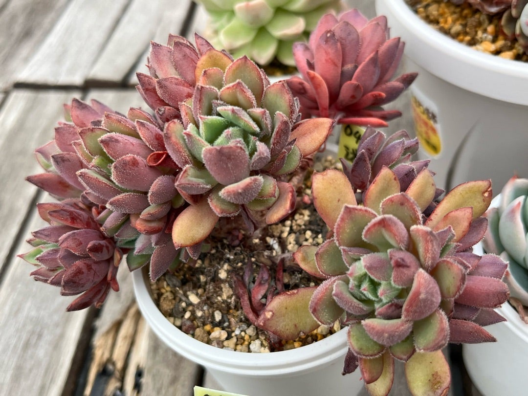 ④おらいさん苗ミックスベリア図鑑完全版 2024年コンプリート記念