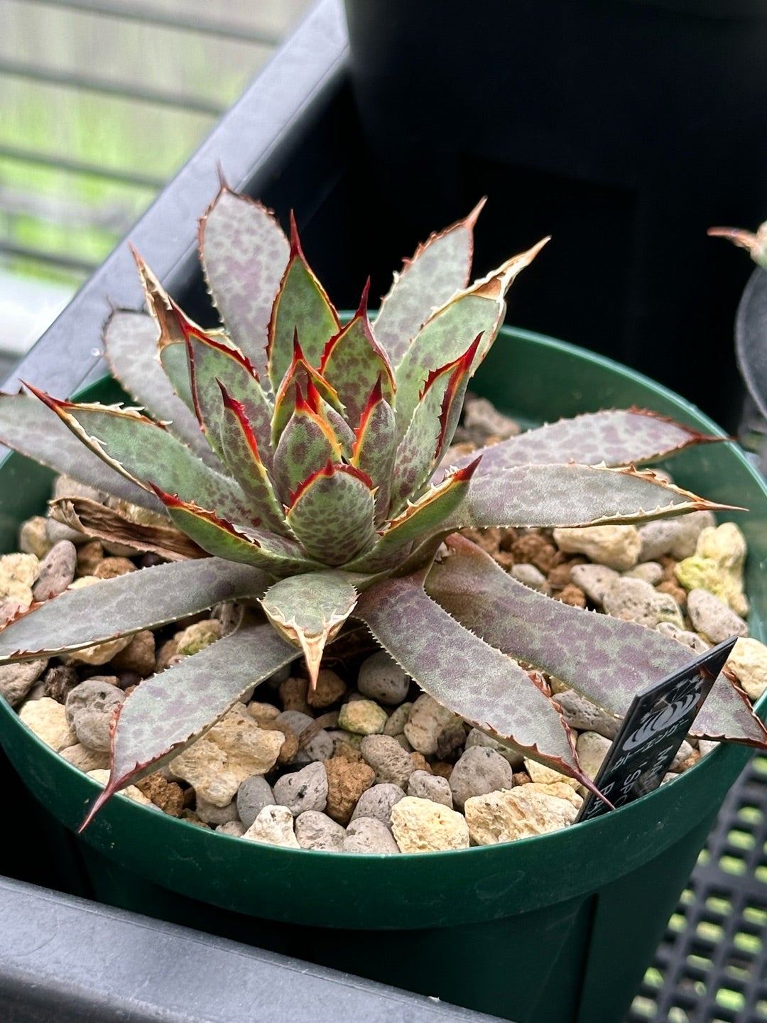 斑入りアガベ | つべるふブログ 多肉生活 2021〜