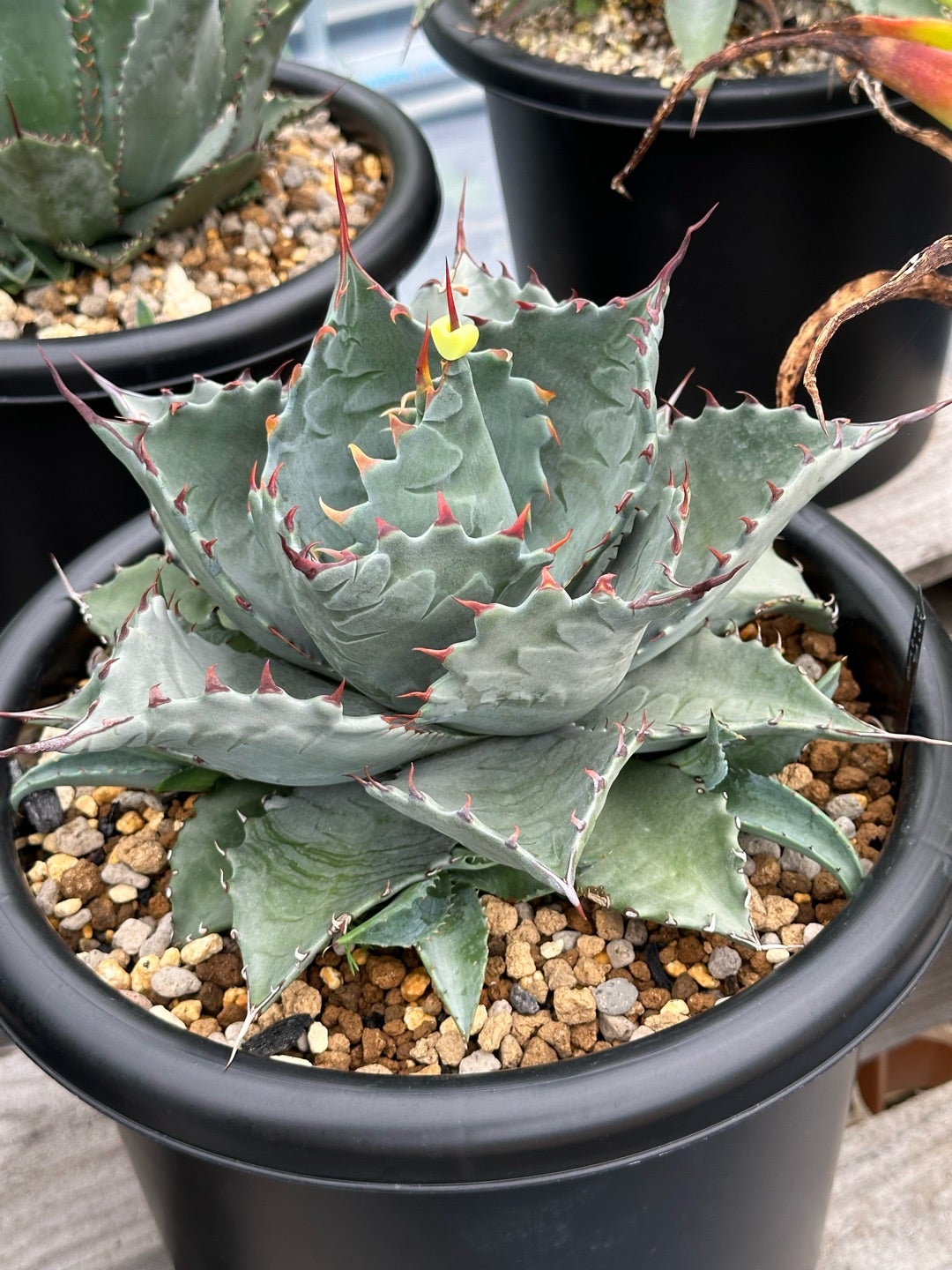 アガベ ハイブリッド パラサナ エボリスピナ パライシ モンタナ