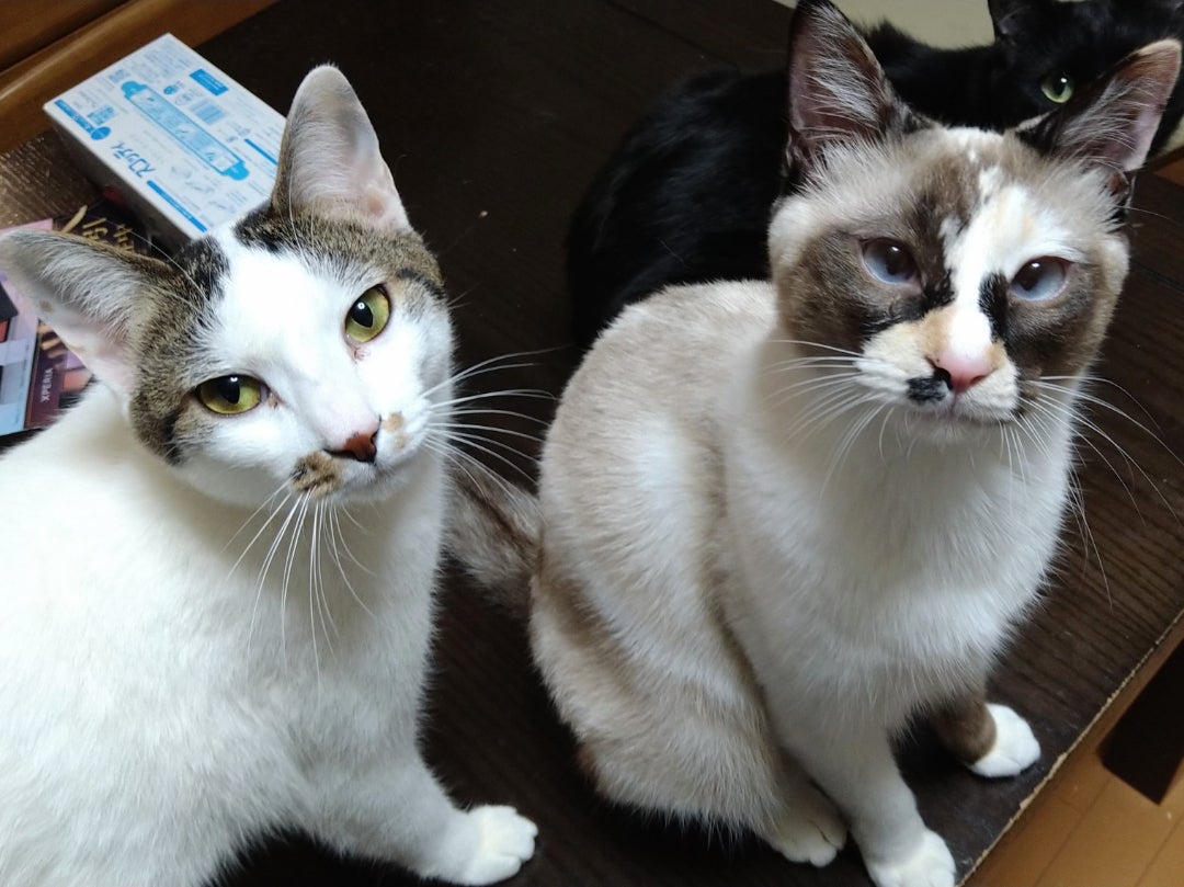 たぬきみが強い。 | うちの魔王さま。