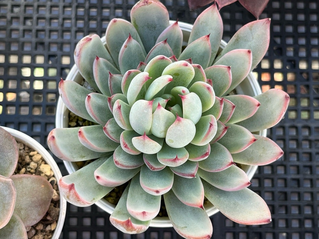 060【桜鬼】おらいさん苗 ミックスベリア 成長記録 多肉植物 | みどり