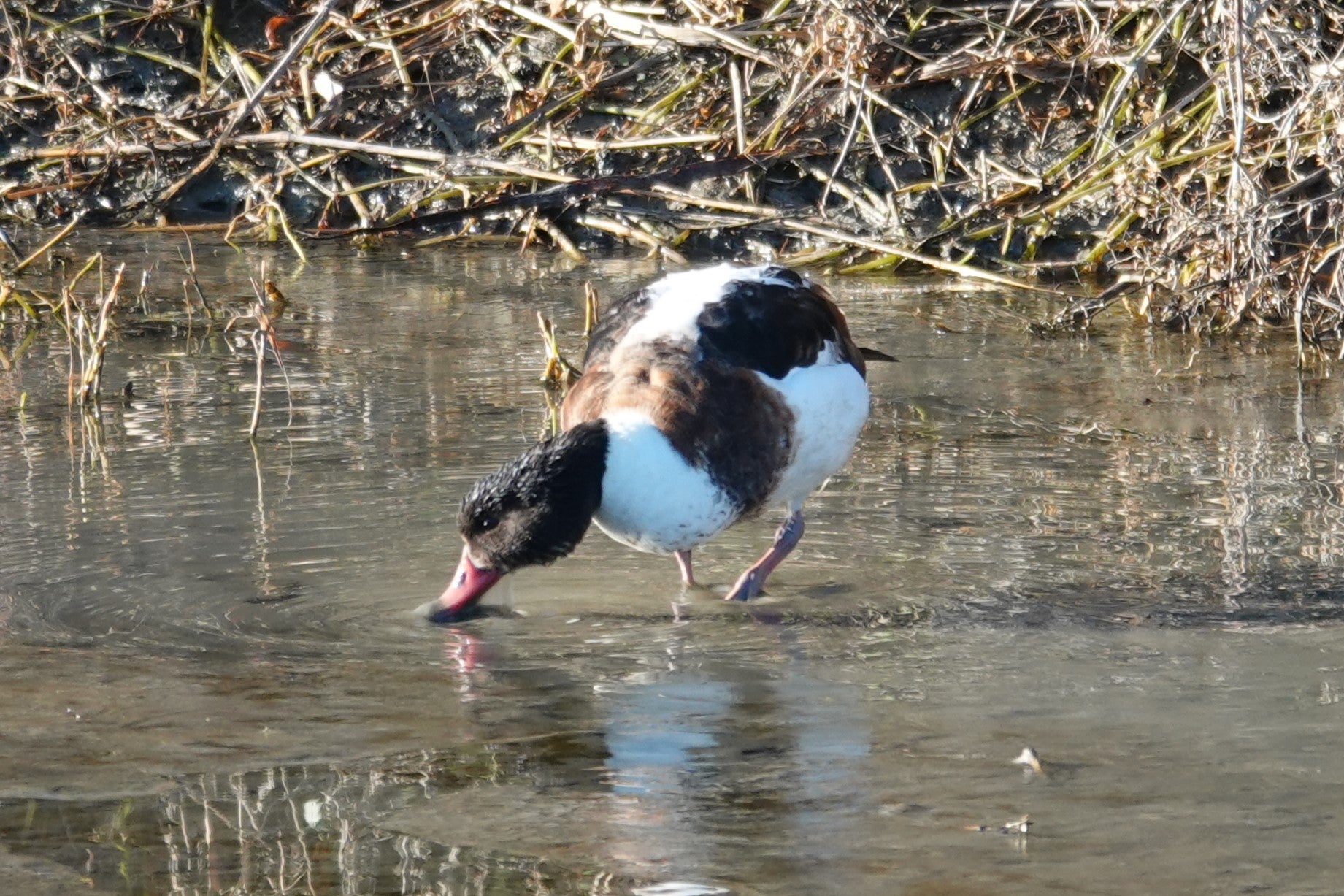ツクシガモ(カモ目カモ科) | Anpapa@B級野鳥図鑑