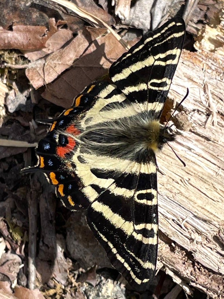 絶滅危惧種を知り、守ることを考えた春 ─ ギフチョウを見て感じたこと