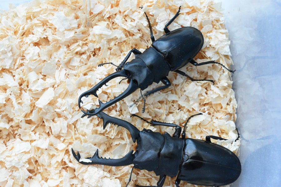 ニシカワイ vs ニルギリエンシス (ギラファノコギリ) | クワレガのブログ