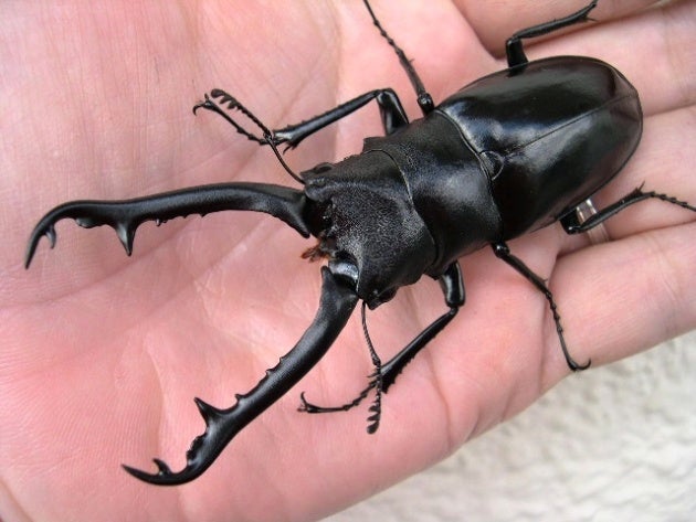 ニルギリエンシス（南インドギラファ） | クワレガのブログ