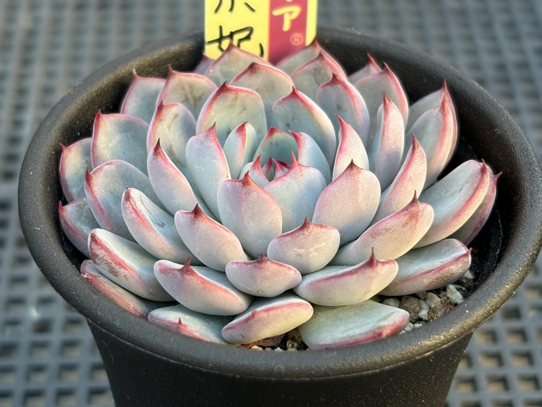 069【美紫妃】おらいさん苗 ミックスベリア 成長記録 多肉植物