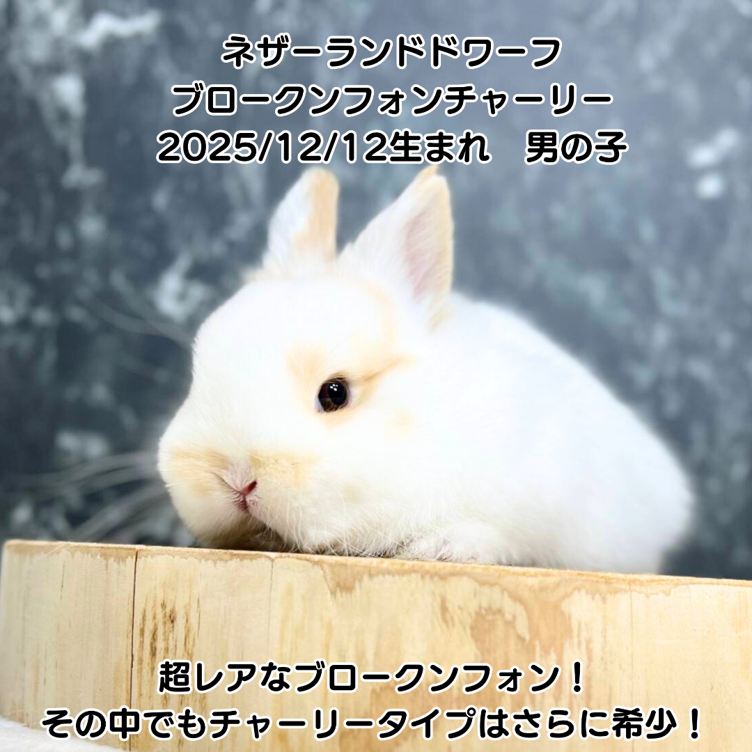 ⭐子うさぎ到着⭐ | 札幌のうさぎ専門店“mon Lapin”のブログ