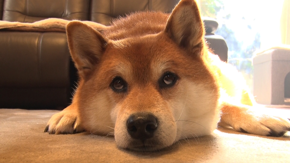 いぬじかん 1月10日(土)放送分 いぬじかん▽説教を完全スルーする反省