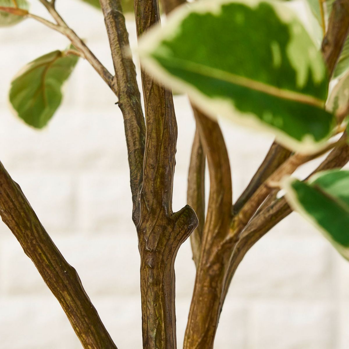 直送】【人工観葉植物】MAGIQ東京堂/☆AX☆ラバーツリー斑入ポット