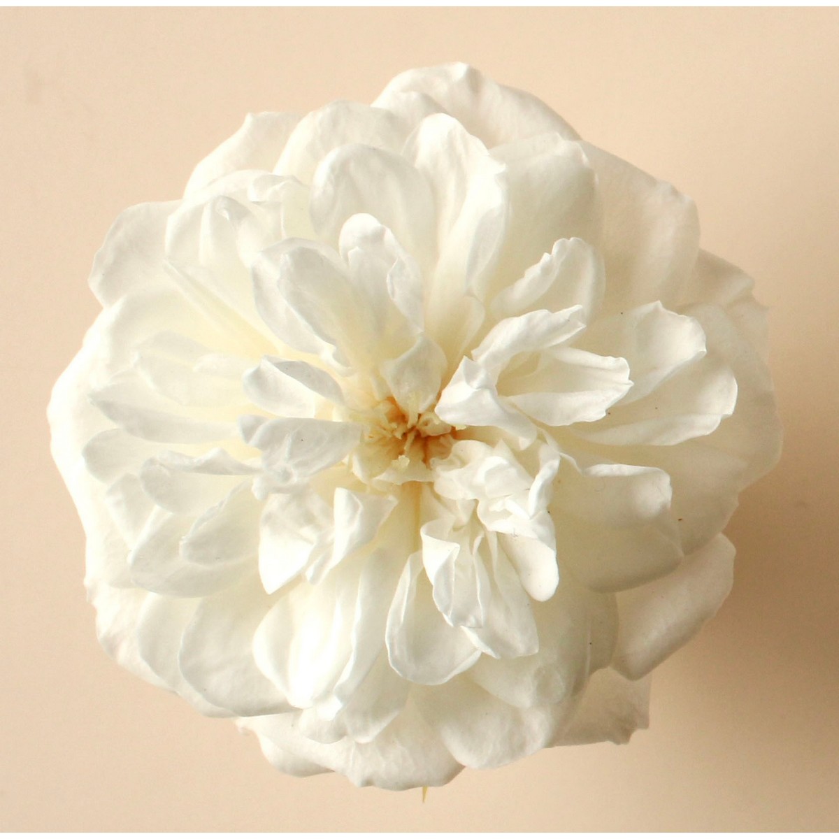 即日☆【プリザーブド】大地農園/ローズ・グリーンアイス 12輪 ピュア