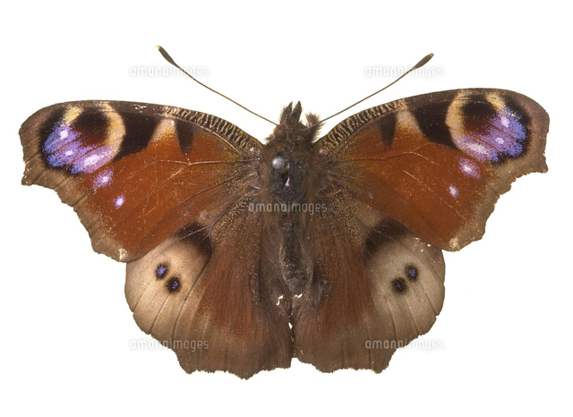 クジャクチョウ 標本[20047001799]の写真・イラスト素材｜アマナイメージズ