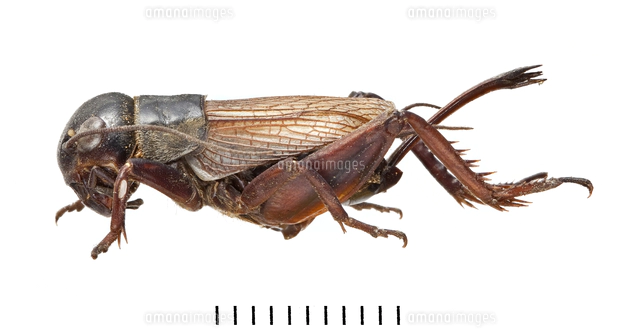 ヨーロッパミヤマクワガタのオス 標本[20047002101]の写真・イラスト