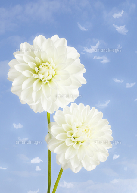 白いダリア[11007064556]の写真・イラスト素材｜アマナイメージズ
