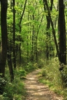 新緑の森の小道[10168001474]の写真・イラスト素材｜アマナイメージズ