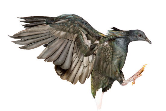 bird by andrew zuckerman