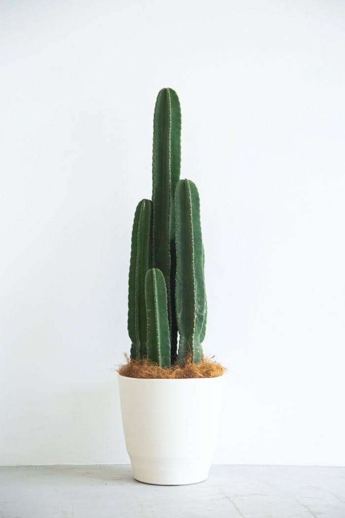 観葉植物 柱サボテン（10号鉢）｜HanaPrime（ハナプライム）