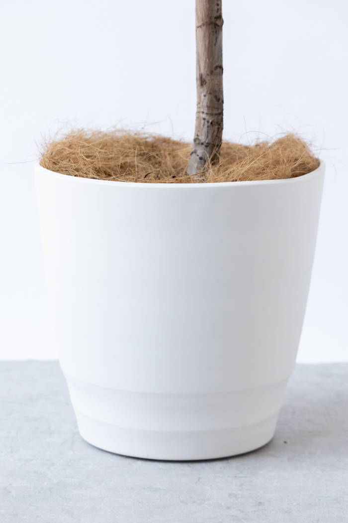 観葉植物 フィカス アフリカンプリンス曲がり（10号鉢）｜HanaPrime