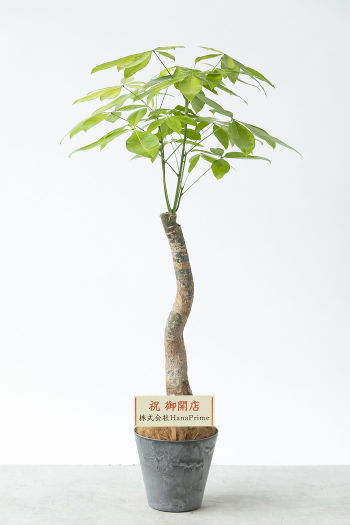 観葉植物 パキラ ムーンライト（8号鉢）｜HanaPrime（ハナプライム）