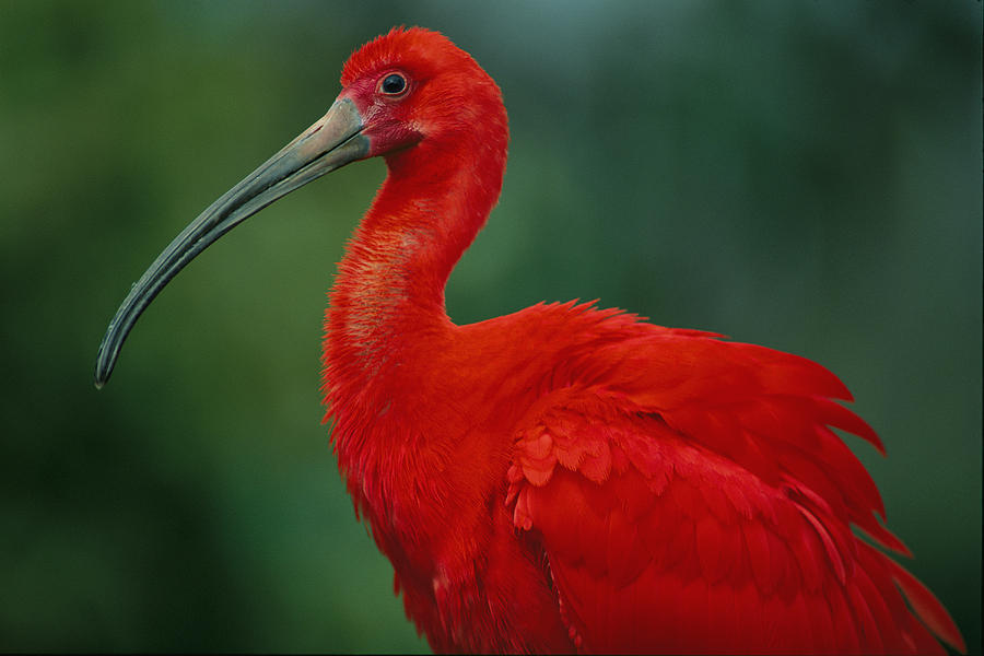 scarlet ibis (Birds of Brazil) · iNaturalist