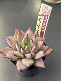 ミックスベリア 札付き おらいさん苗 ヴィンテージレター - メルカリ