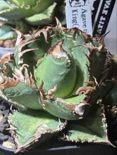 アガベチタノタ 皇冠 クラウン 中子株+子株沢山 - メルカリ