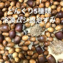 どんぐり5種類 冷凍処理済み - メルカリ