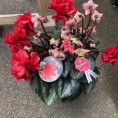 シクラメン 希少 赤の彗星 - メルカリ