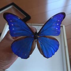 蝶標本】【モルフォ蝶の標本】美麗♂‼️カキカモルフォ - メルカリ