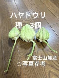 ハヤトウリ 種 苗 3個 富士山麓産 - メルカリ