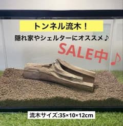 流木 No.255アク抜き済 煮沸紫外線殺菌済 爬虫類トカゲシェルター