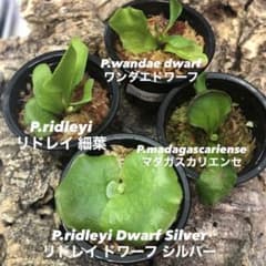 ビカクシダ リドレイ シルベリー マダガスカリエンセ ワンダエドワーフ