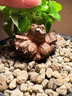 丸型良型】No.6アフリカ亀甲竜 実生 幅5cm 将来有望 - メルカリ