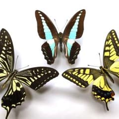 蝶標本 ベニモンカザリシロチョウ ペア | Shop at Mercari from Japan