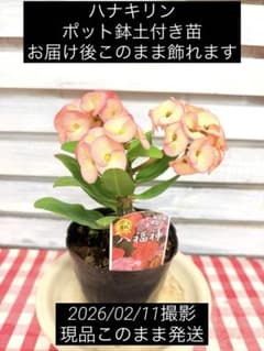 ハナキリン 八福神 ピンク ポット鉢土付き苗 お届け後このまま飾れます