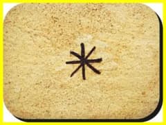 ma602⑤『黄瀬戸 菖蒲 隅切皿』＊ /骨董品 古美術 アンティーク 古玩