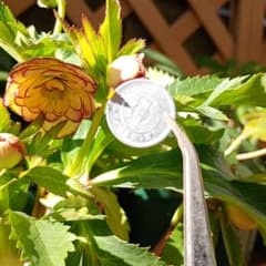 クリスマスローズ 超小輪多花性ddイエローピコティ（フレグランス交配